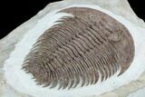 Lower Cambrian Trilobite (Longianda) - Issafen, Morocco #128984-2